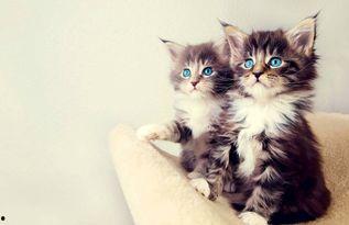 娱乐吃瓜酱猫猫,揭秘娱乐圈那些不为人知的幕后故事